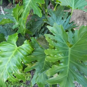 Philodendron skuaniferum 10 lts