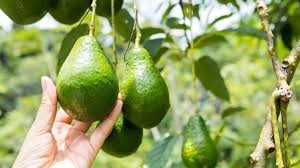 Palta 3 lts
