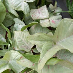 Syngonium Confetti M12