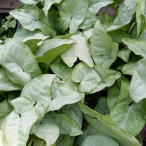 Syngonium Snow White M12