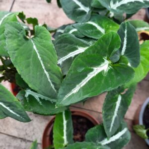 Syngonium Wendlandii M12