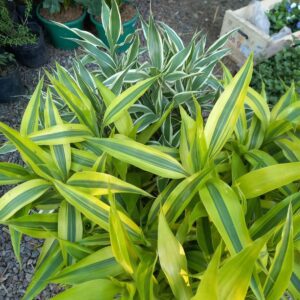 Dracaena sanderiana 3 lts (bambu)