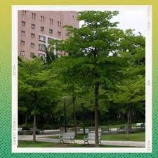 Arbol siete copas africano 8 lts