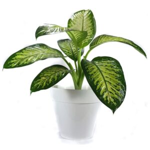 Dieffembachia Tropic Grande M19