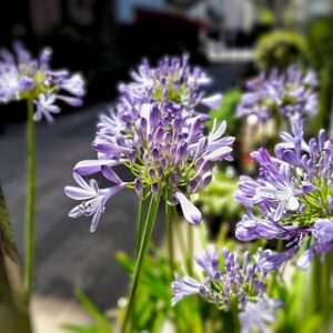 Agapanthus azul chico 3 lts