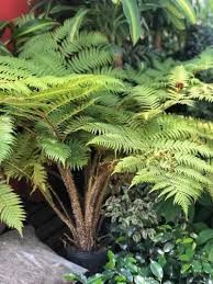 Helecho alsophila 3 lts (Arboreo)