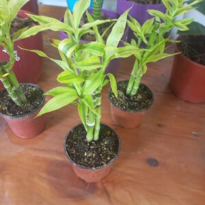 Bambu Golden M7 3 varas