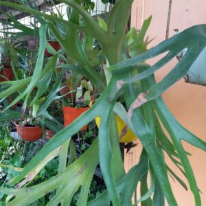 Helecho platycerium B24