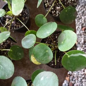 Pilea peperimioides desciplinada Micro M8