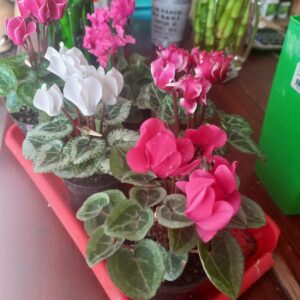 Violeta de los alpes micro M7