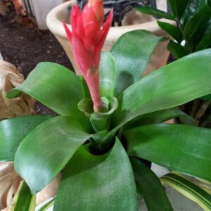 Bromelia achmea fasciatta