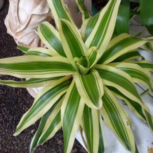 Bromelia disciplinada