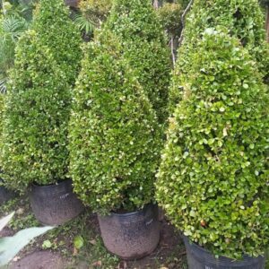Buxus cono 70/75 cm