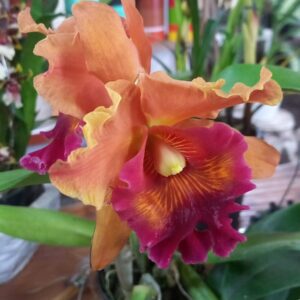 Orquidea Cattleya