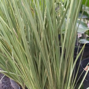 Dietes variegado