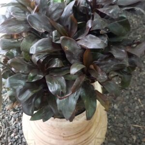 Dracaena Baby 8 lts
