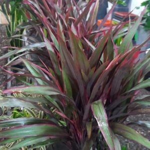 Dracaena punta de indio 5 lts