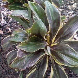 Dracaena Queen 8 lts