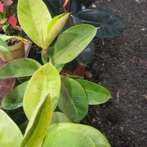 Ficus gomero varios M17