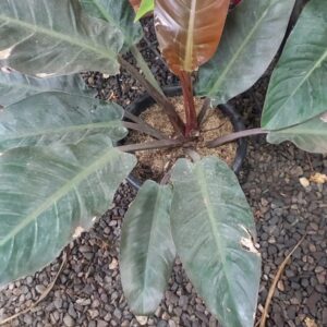 Philodendron imperial rubra 10 lts