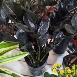 Zamioculca negra M15