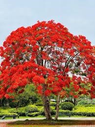 Arbol de fuego (brachychiton acerifolius)