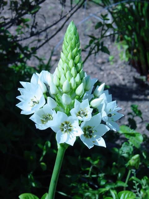 Ornitogalum 3 lts